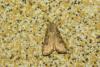 Agrotis segetum